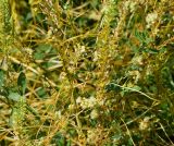 Cuscuta campestris. Побеги цветущего и плодоносящего растения, паразитирующего на спорыше обыкновенном и клоповнике густоцветковом. Восточный Казахстан, г. Усть-Каменогорск, правый берег р. Иртыш, влажный луг. 20.07.2018.