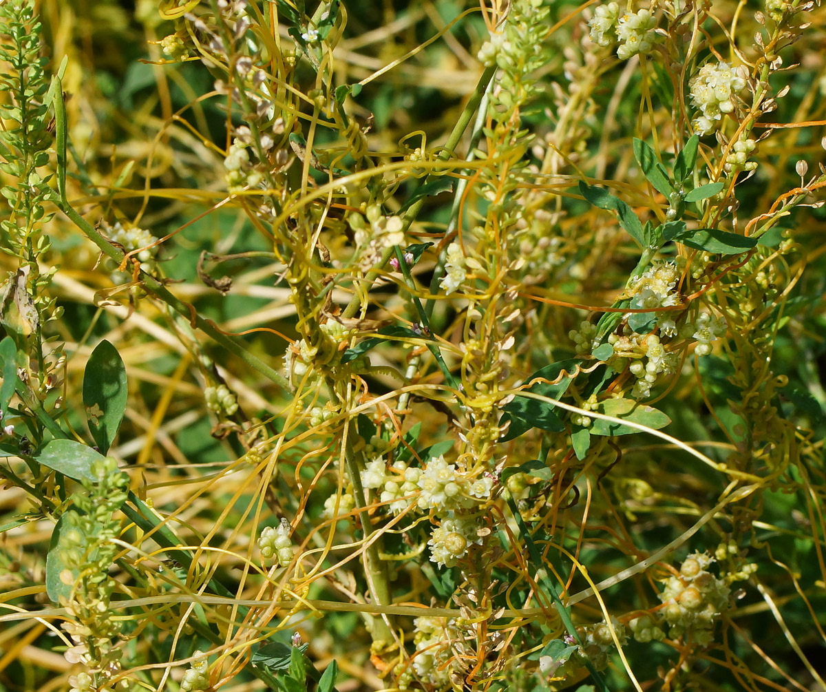 Image of Cuscuta campestris specimen.