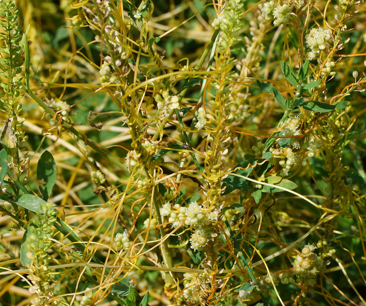 Изображение особи Cuscuta campestris.