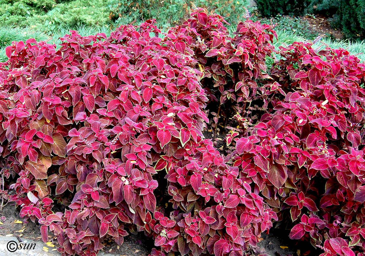 Image of Coleus scutellarioides specimen.