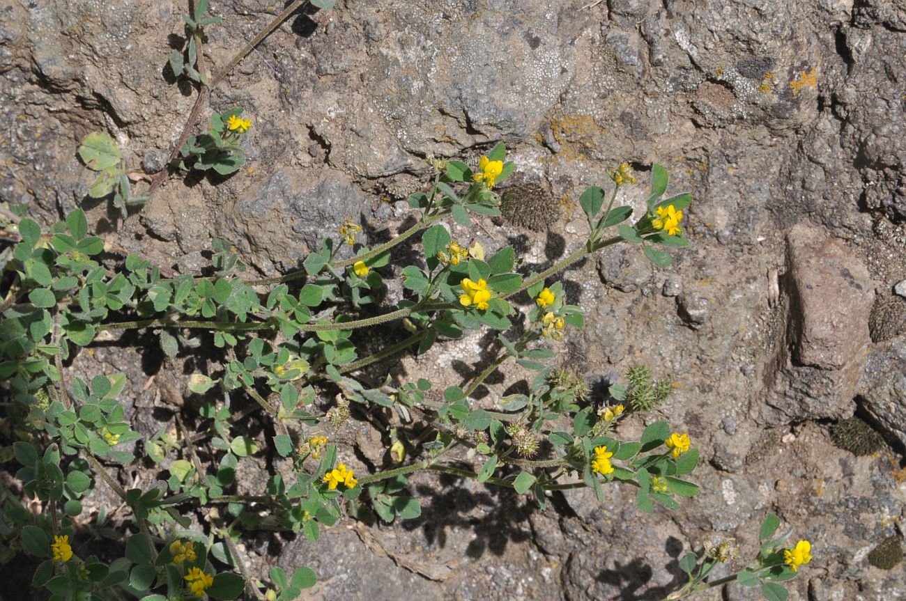 Image of Medicago minima specimen.