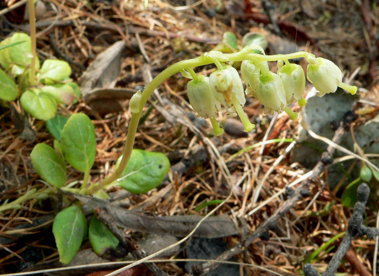 Изображение особи Orthilia obtusata.