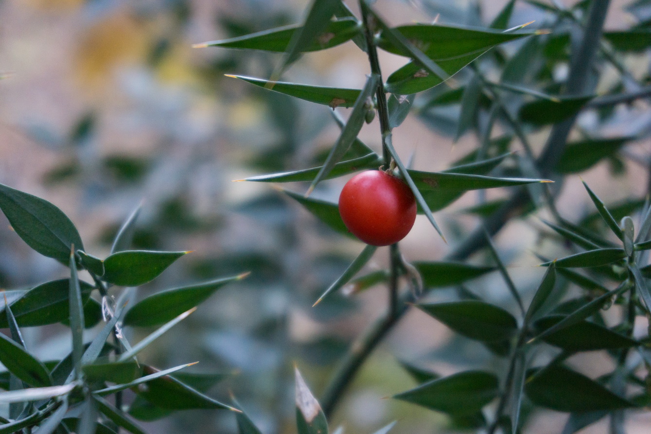 Изображение особи Ruscus aculeatus.