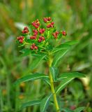 Euphorbia pilosa