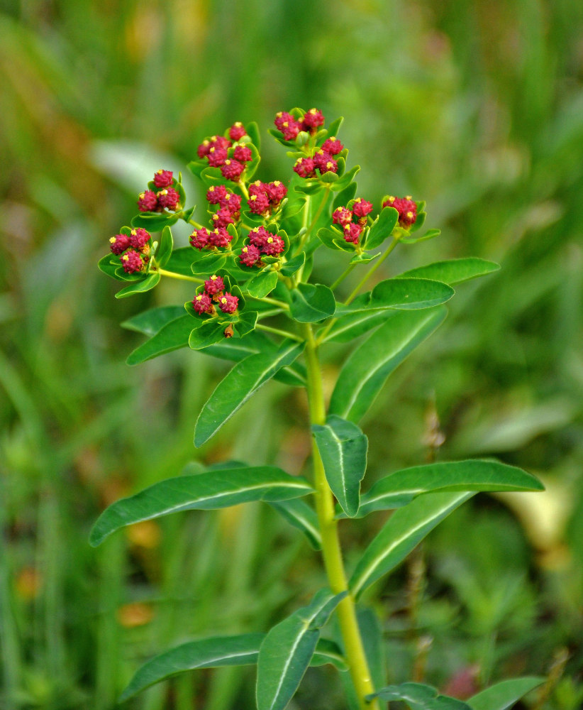 Изображение особи Euphorbia pilosa.