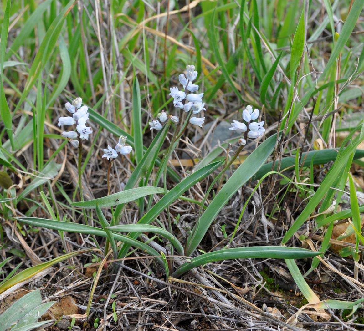 Image of Hyacinthella millingenii specimen.