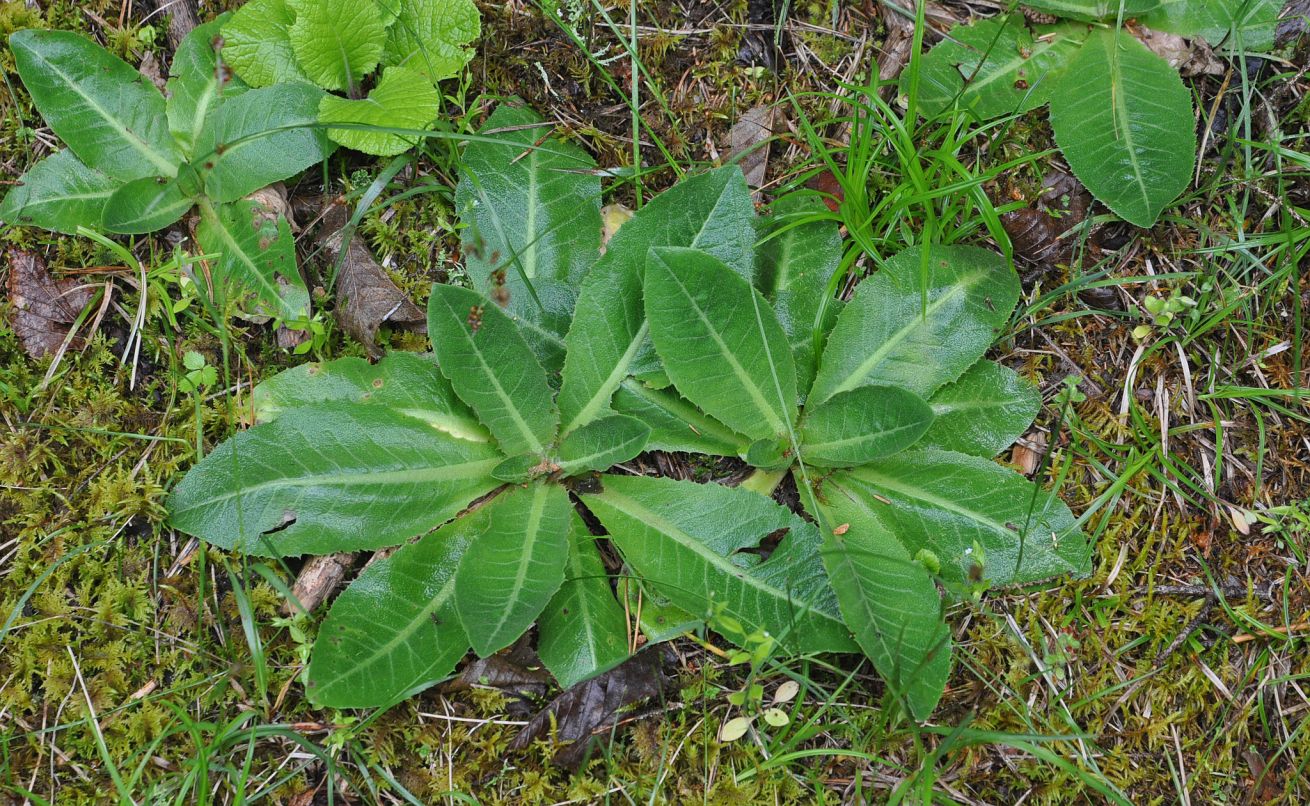 Image of Trommsdorffia maculata specimen.