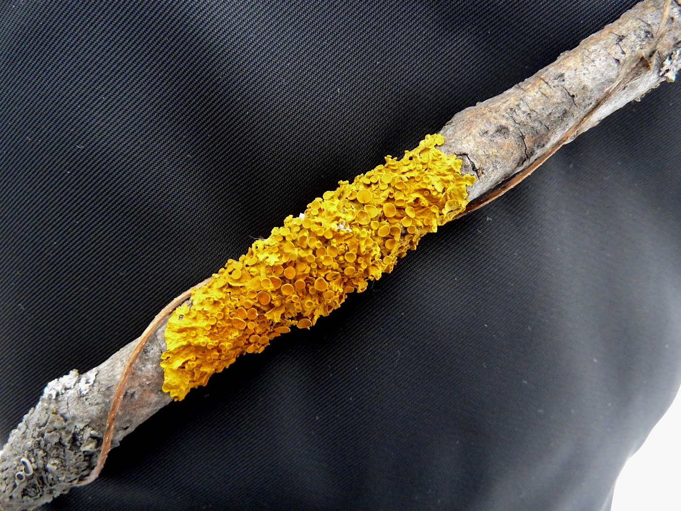 Image of Xanthoria parietina specimen.