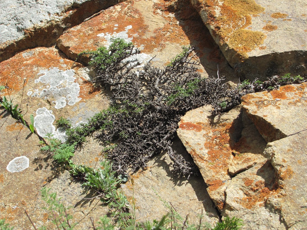 Image of Rhamnus tortuosa specimen.