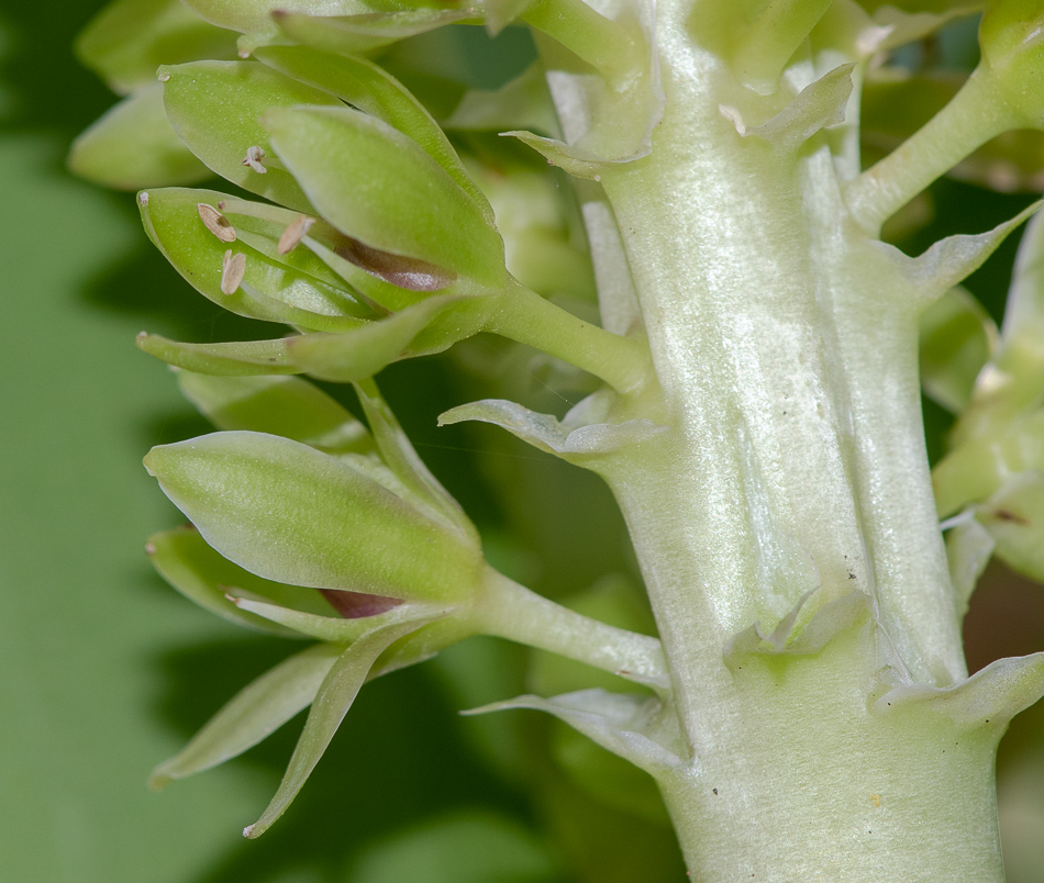 Изображение особи Eucomis autumnalis.