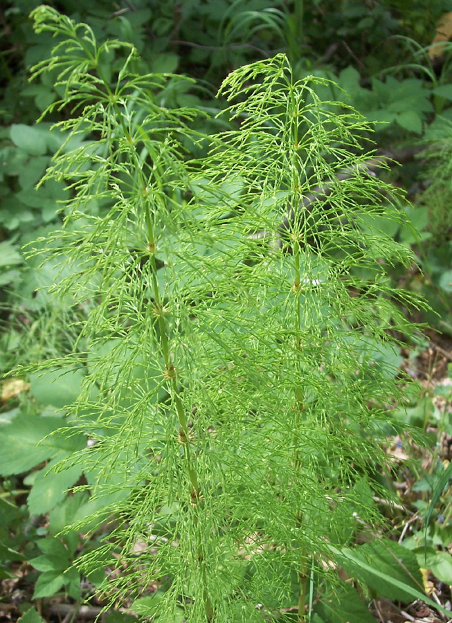 Изображение особи Equisetum sylvaticum.