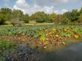 Nelumbo nucifera. Плодоносящие растения на нижнем пруду. Израиль, Иудейские горы, г. Иерусалим, ботанический сад университета, в культуре. 21.10.2018.