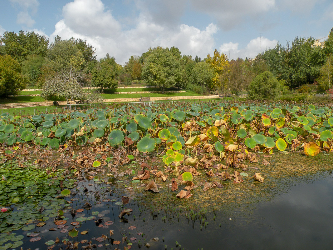 Изображение особи Nelumbo nucifera.