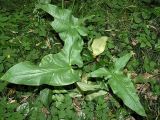 Arum italicum ssp. albispathum