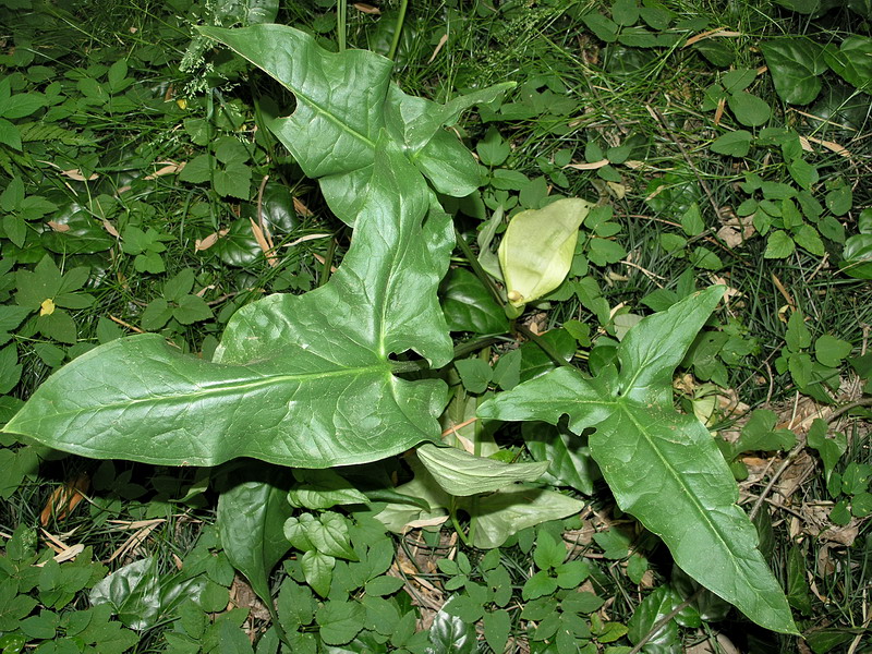 Image of Arum italicum ssp. albispathum specimen.