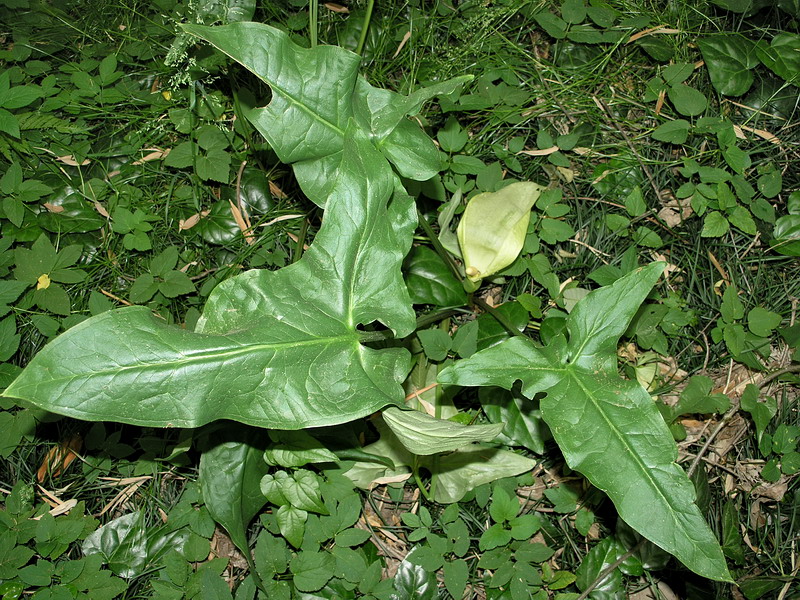 Изображение особи Arum italicum ssp. albispathum.