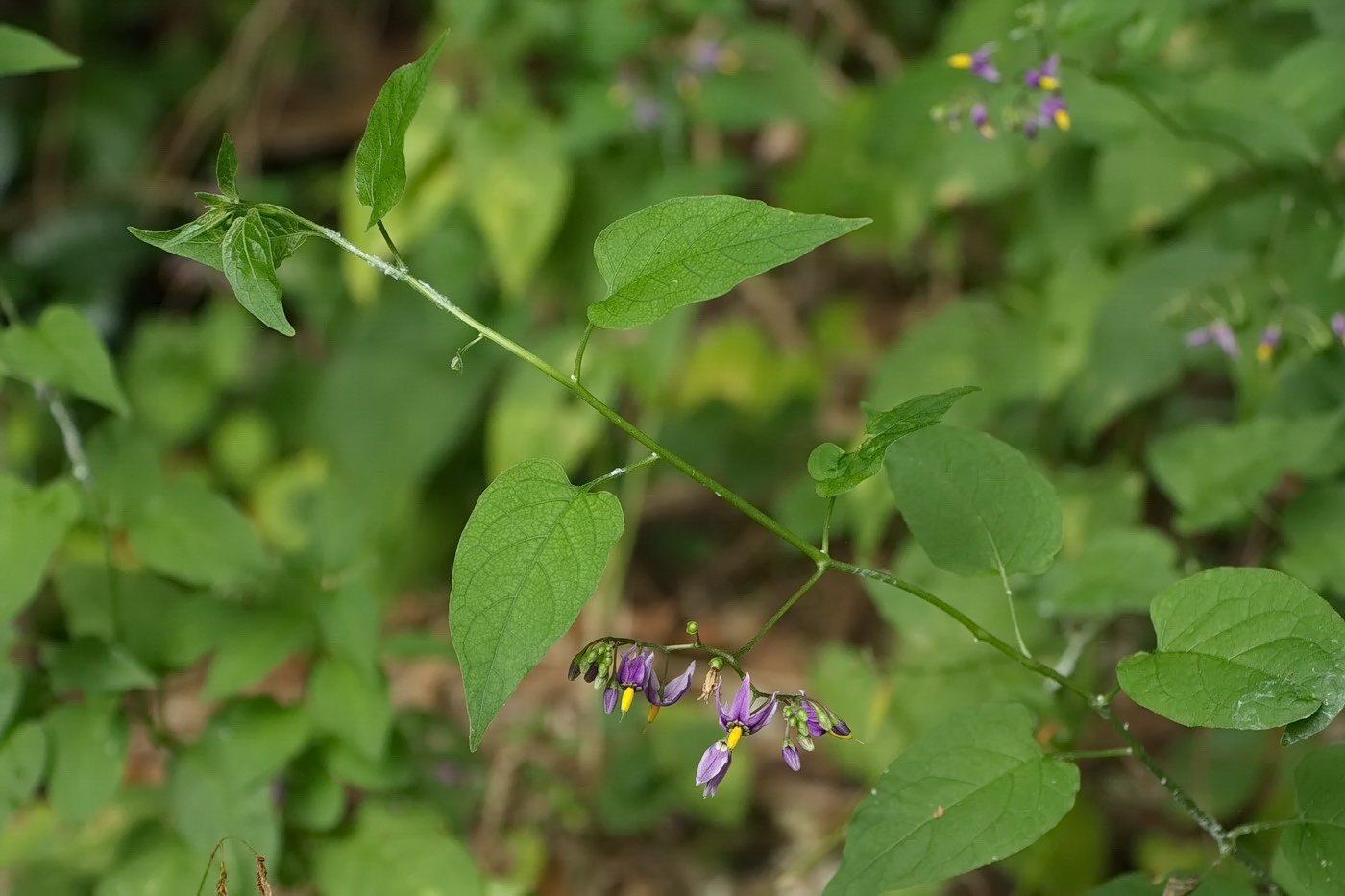 Image of Solanum pseudopersicum specimen.