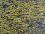 Myriophyllum sibiricum. Вегетирующие растения. Архангельская обл., Вельский р-н, окр. пос. Усть-Шоноша, р. Вель. 11.07.2011.