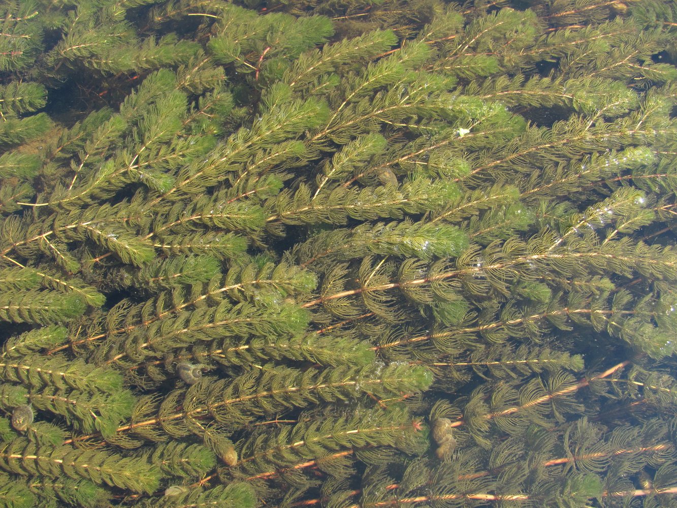 Image of Myriophyllum sibiricum specimen.