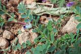 Astragalus guttatus