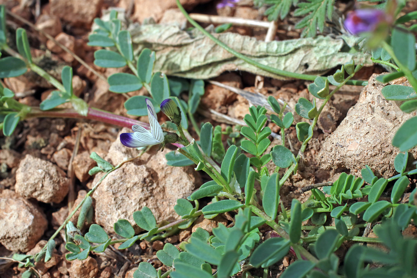 Изображение особи Astragalus guttatus.