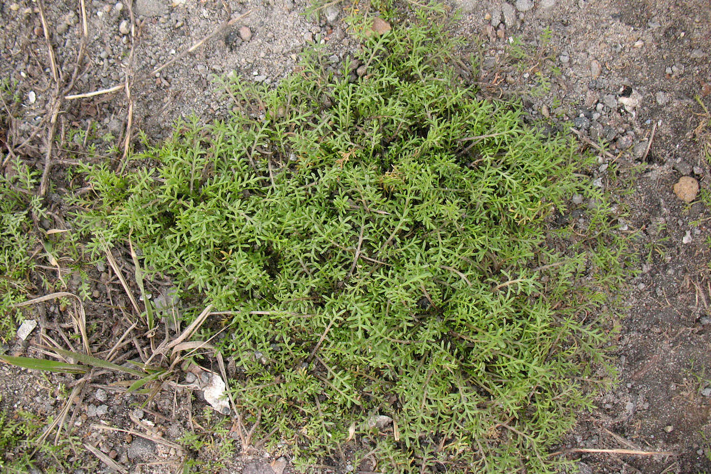 Изображение особи Lepidium ruderale.