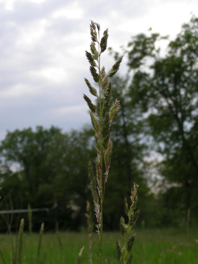 Изображение особи Calamagrostis epigeios.