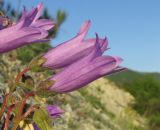 Campanula komarovii. Цветки. Краснодарский край, м/о город-курорт Геленджик, отвал на обочине трассы М-4. 11 мая 2019 г.