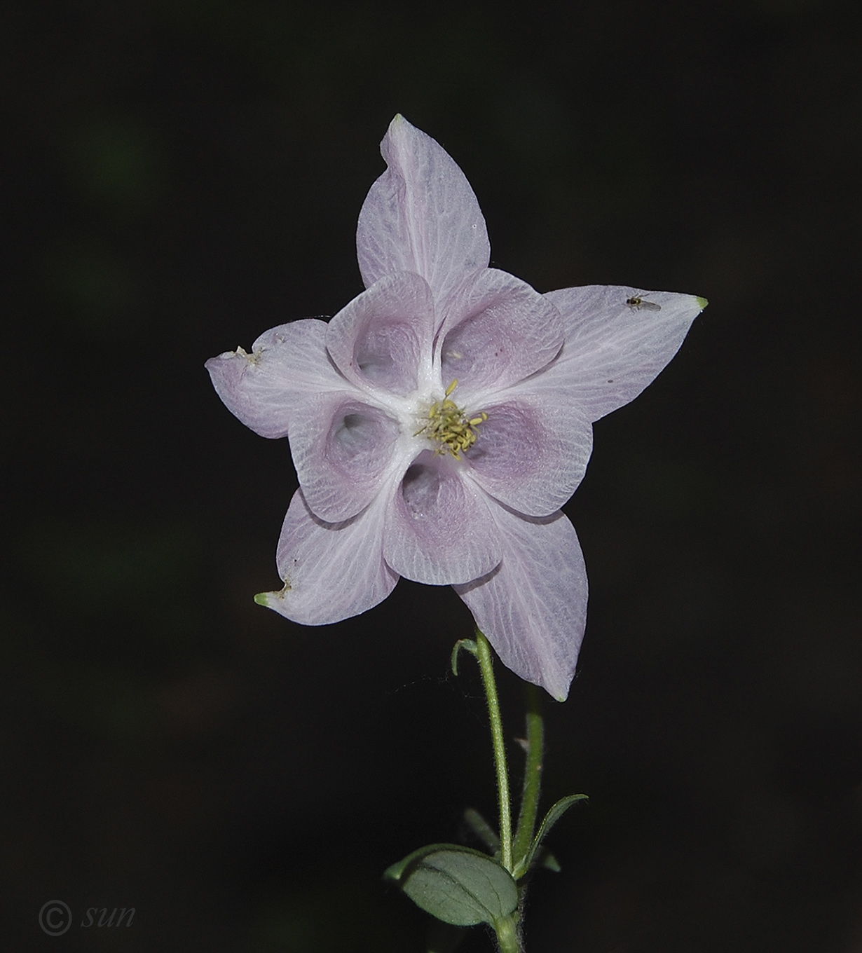 Изображение особи Aquilegia coerulea.