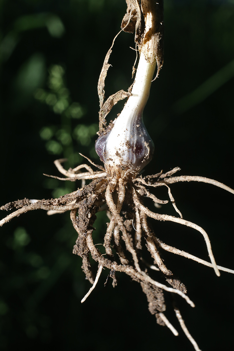 Image of Allium rotundum specimen.