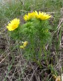 Смотреть изображение Adonis vernalis