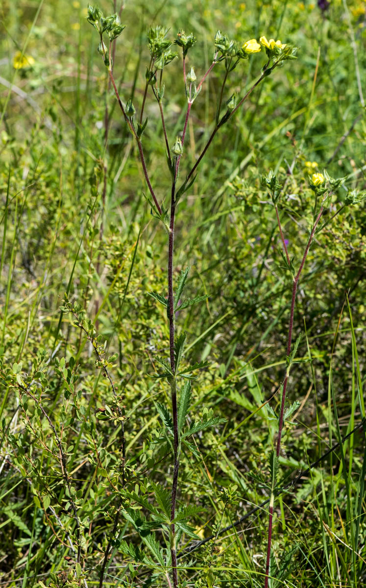 Image of Potentilla pedata specimen.