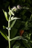 Mentha longifolia