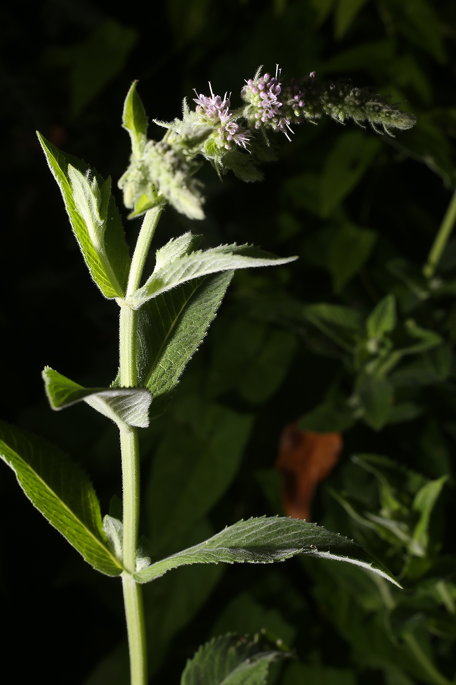 Image of Mentha longifolia specimen.