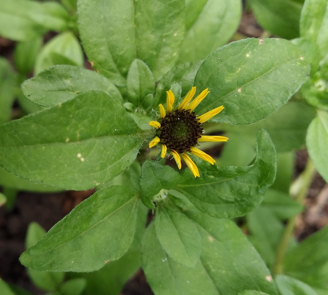 Image of Sanvitalia procumbens specimen.