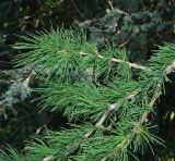 род Larix