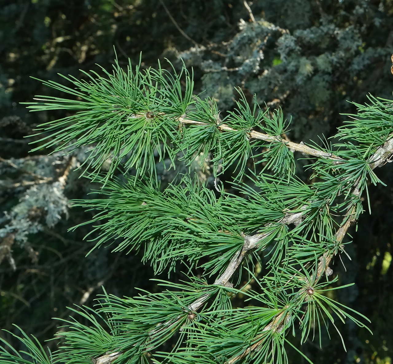 Image of genus Larix specimen.