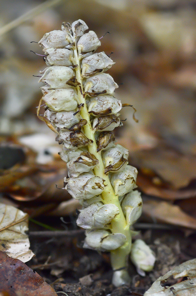 Image of Lathraea squamaria specimen.