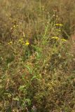 Senecio grandidentatus