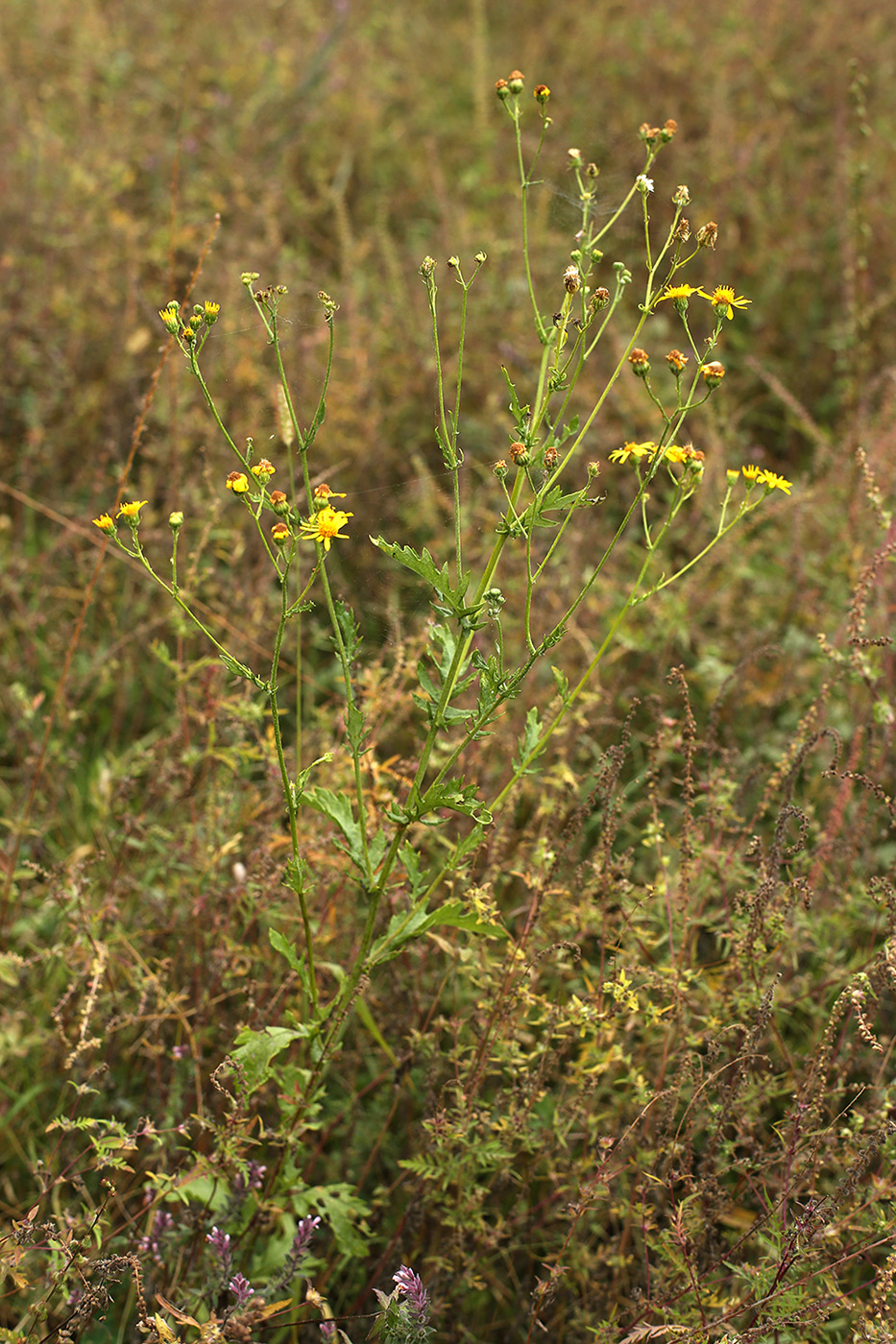 Изображение особи Senecio grandidentatus.