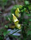 Digitalis grandiflora