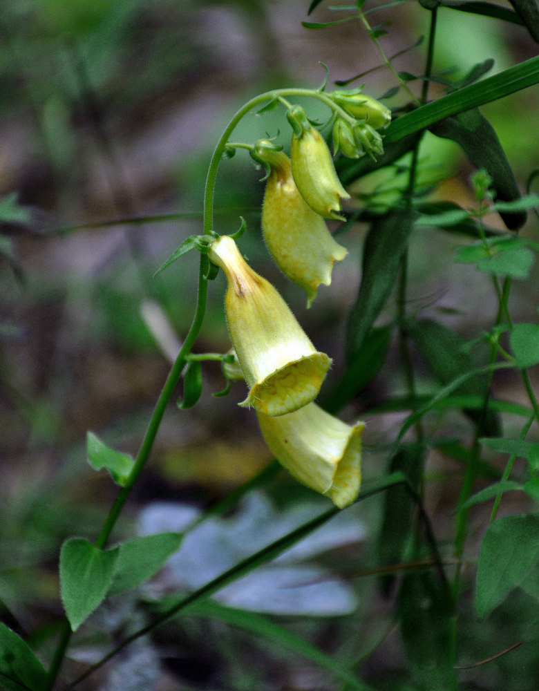 Изображение особи Digitalis grandiflora.