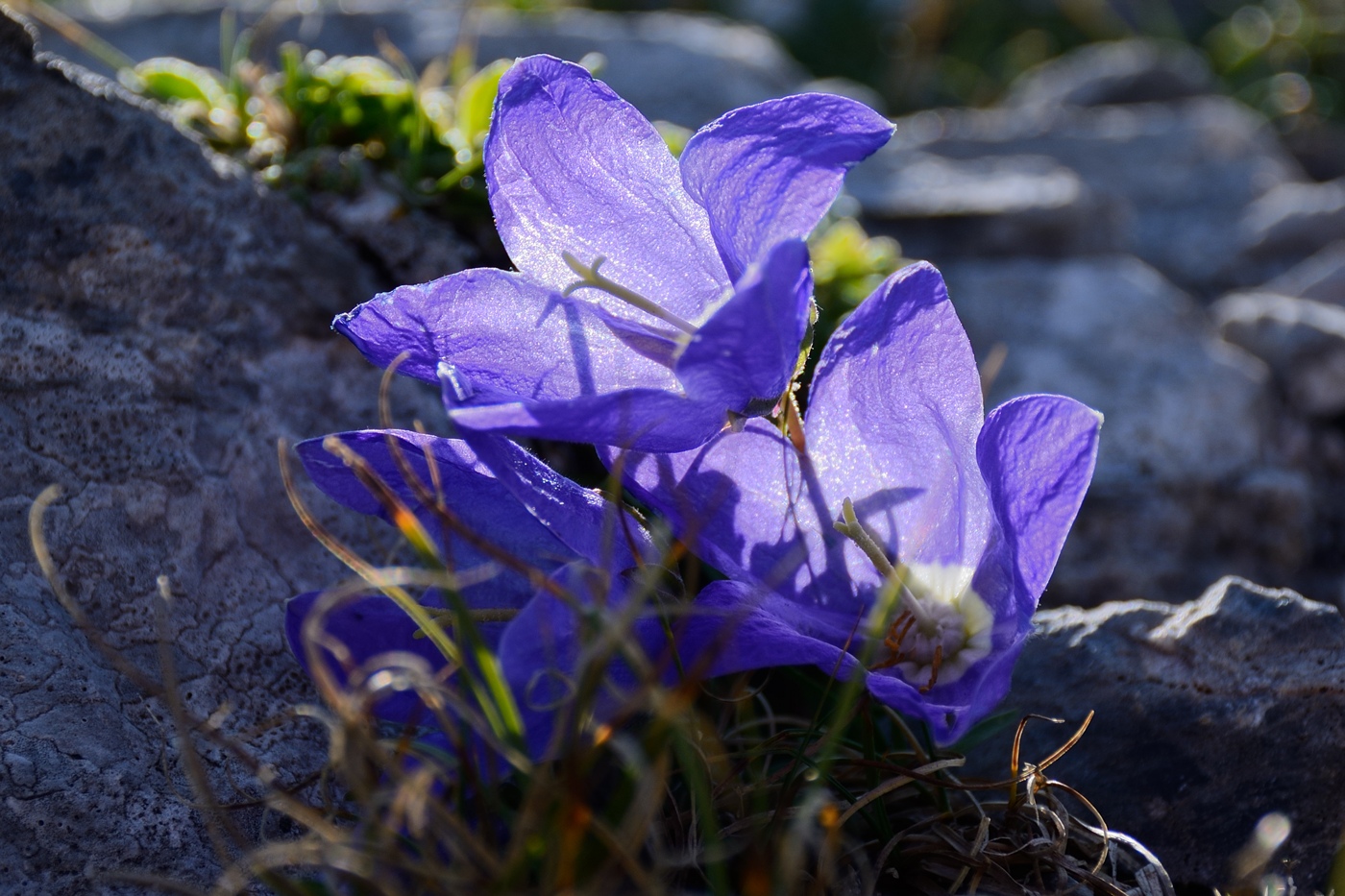 Изображение особи род Campanula.