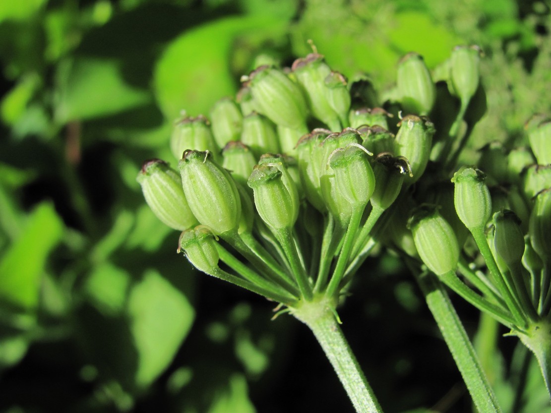 Изображение особи Agasyllis latifolia.