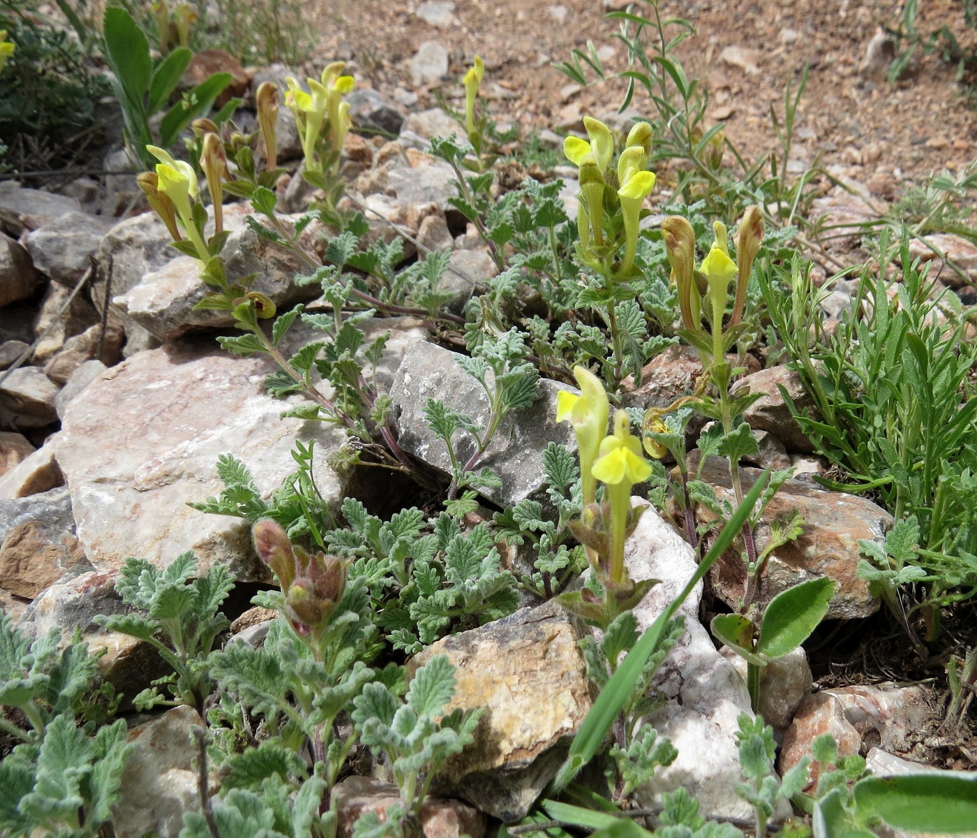 Изображение особи Scutellaria iskanderi.