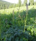 Aconitum czerepninii. Цветущее растение. Красноярский край, Ермаковский р-н, природный парк \"Ергаки\", долина р. Большая Оя, луг. 12.07.2018.