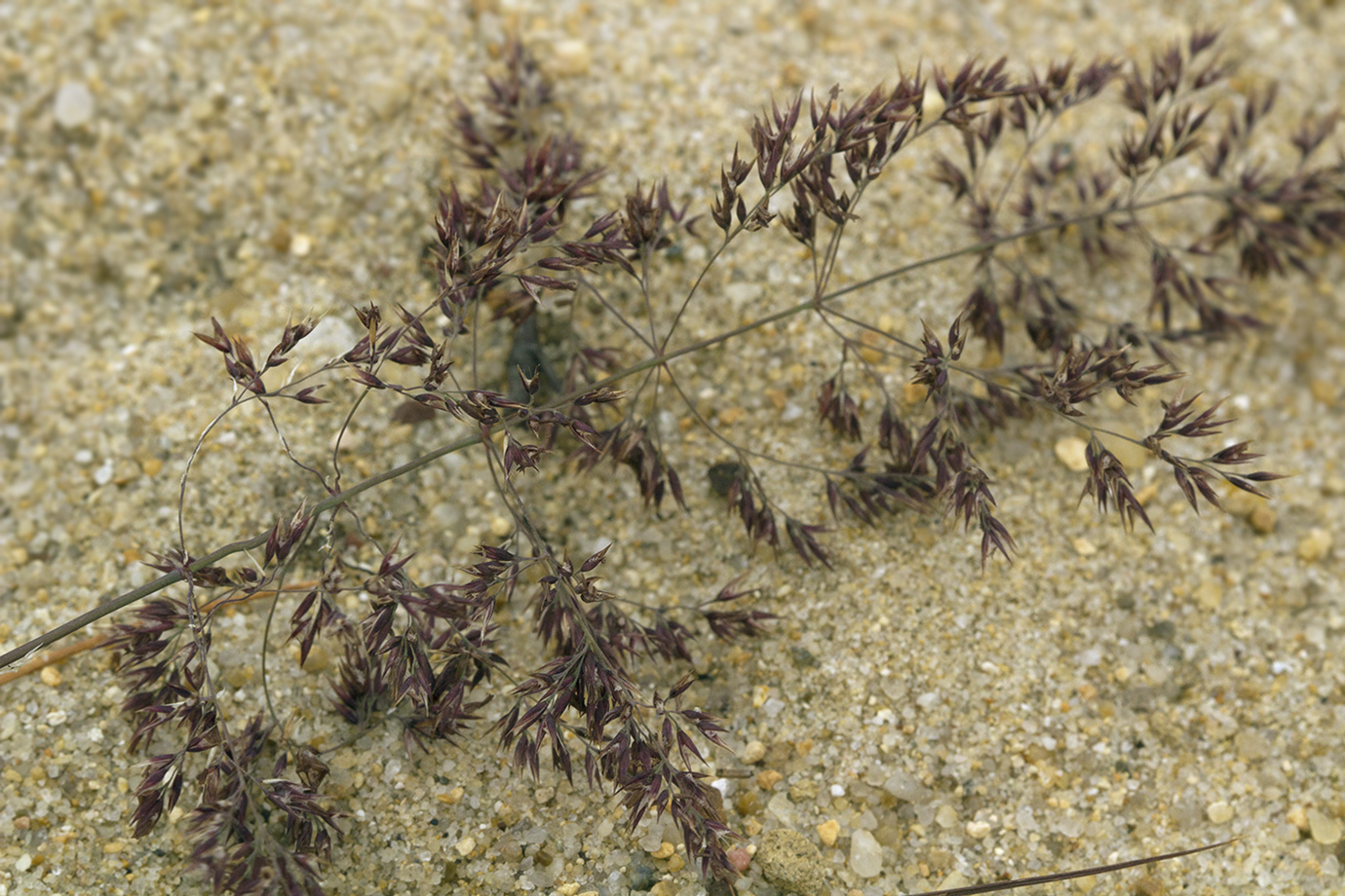 Изображение особи род Calamagrostis.