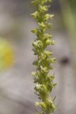 Platanthera ditmariana. Часть соцветия. Сахалинская обл., Томаринский р-н, окр. пос. Неводское, открытая приморская терраса, разбитые пески среди зарослей Pinus pumila. 28.07.2017.