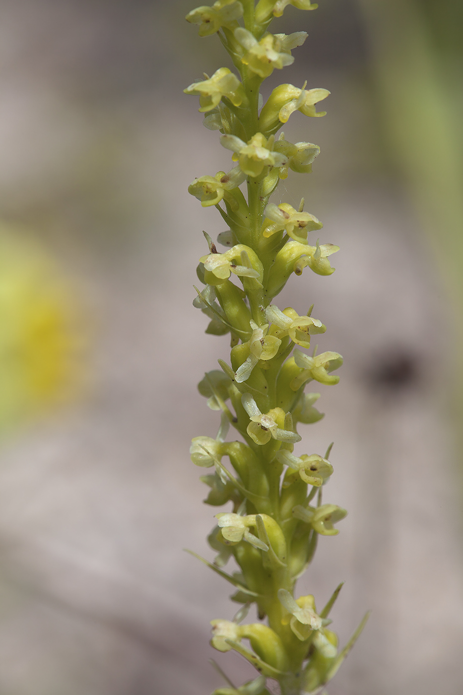 Изображение особи Platanthera ditmariana.