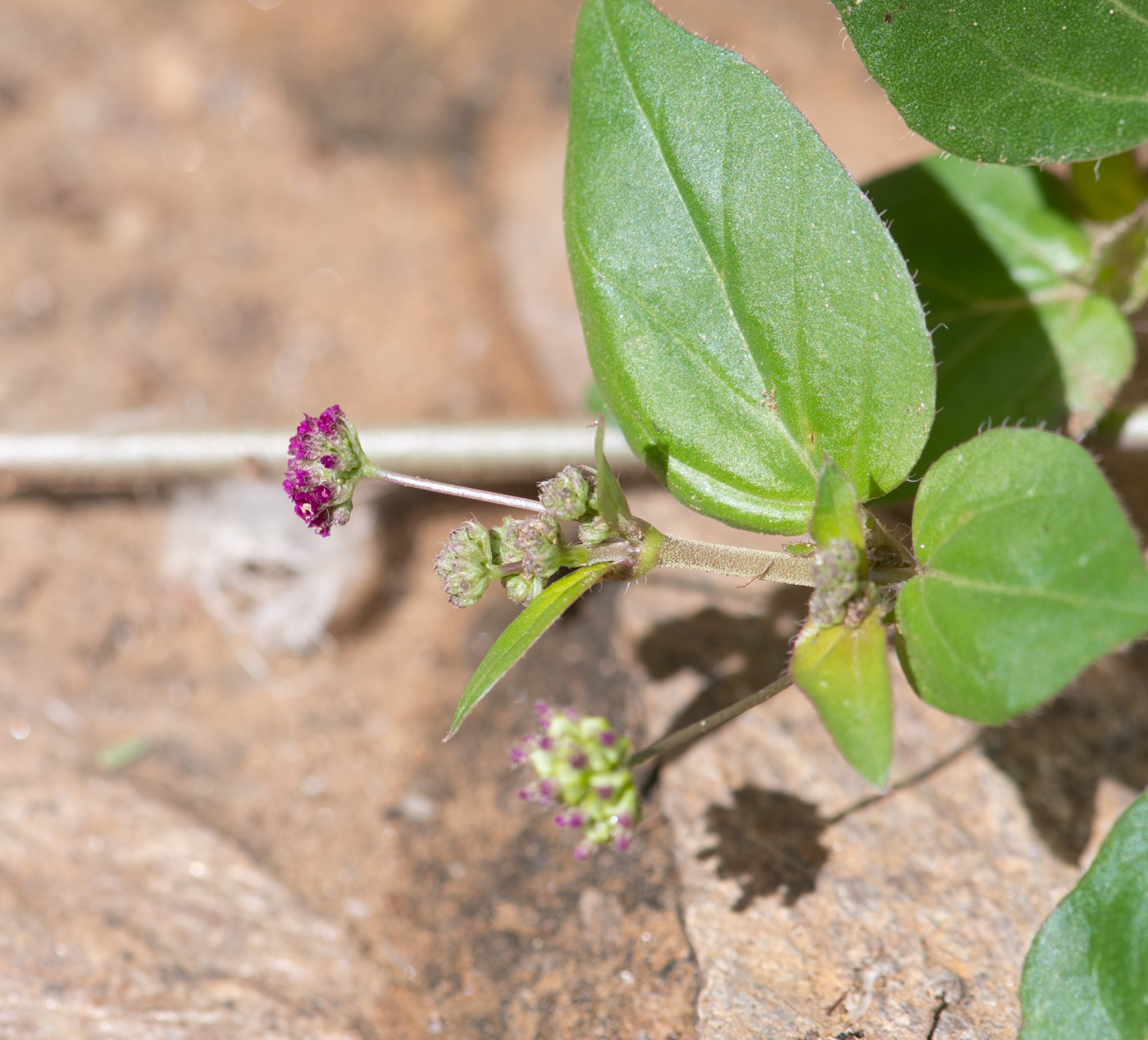 Image of Boerhavia coccinea specimen.